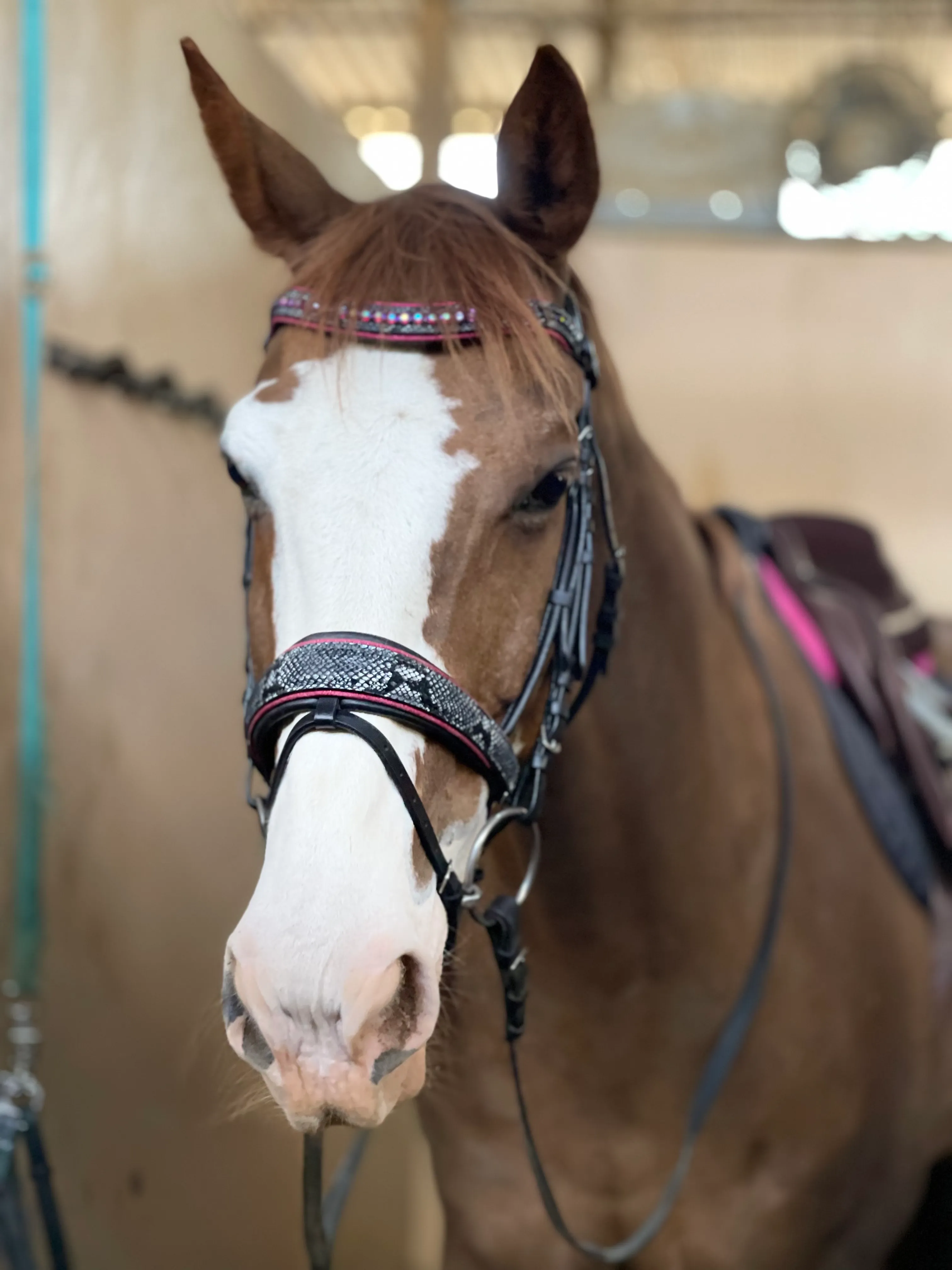 Medusa Snaffle Bridle with Pink Glitter Piping